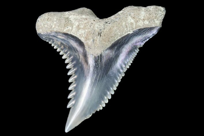Hemipristis Shark Tooth Fossil - Virginia #96536